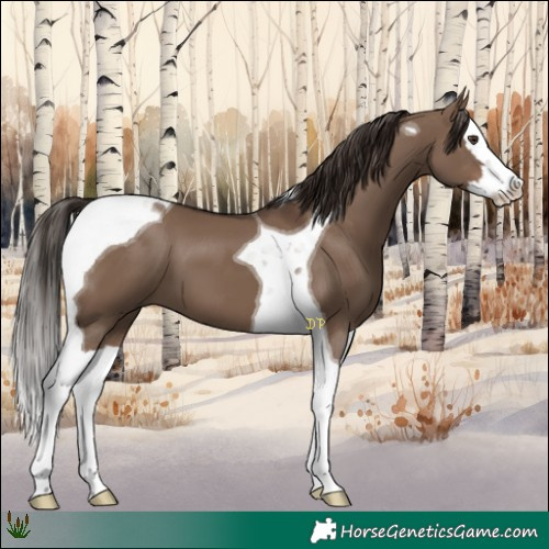 Horse Color:Liver Red Dun Splash Tobiano