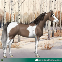 Horse Color:Liver Red Dun Splash Tobiano 