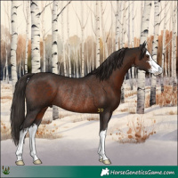 Horse Color:White Spotted Liver Chestnut Rabicano 