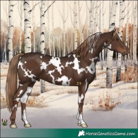 Horse Color:White Spotted Liver Chestnut 