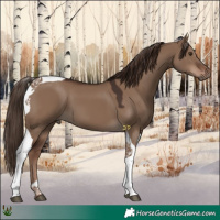 Horse Color:Liver Red Dun Tobiano 
