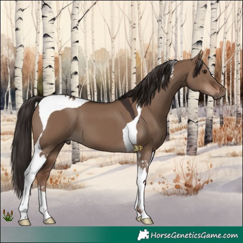 Horse Color:Liver Red Dun Tobiano
