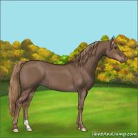 Horse Color:Liver Red Dun 