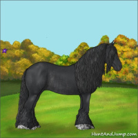Horse Color:Black  and Black Rabicano 