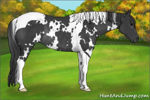 Horse Color:White Spotted Black Tobiano Rabicano 
