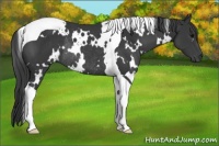 Horse Color:White Spotted Black Tobiano Rabicano 
