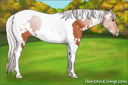 Horse Color:White Spotted Silver Brown Tobiano Rabicano