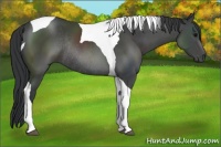 Horse Color:Black Sabino Tobiano Rabicano 