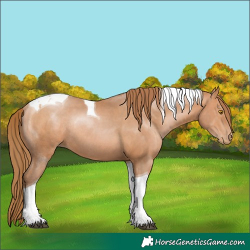 Horse Color:Brown Pearl Tobiano Rabicano