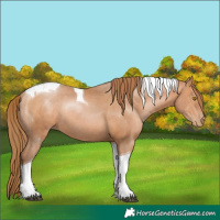 Horse Color:Brown Pearl Tobiano Rabicano 