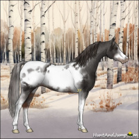 Horse Color:Liver Chestnut Sabino Tobiano Frame Appaloosa 
