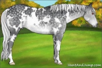 Horse Color:White Spotted Silver Black Chinchilla 