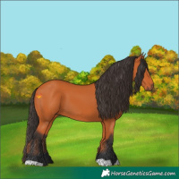 Horse Color:Bay 