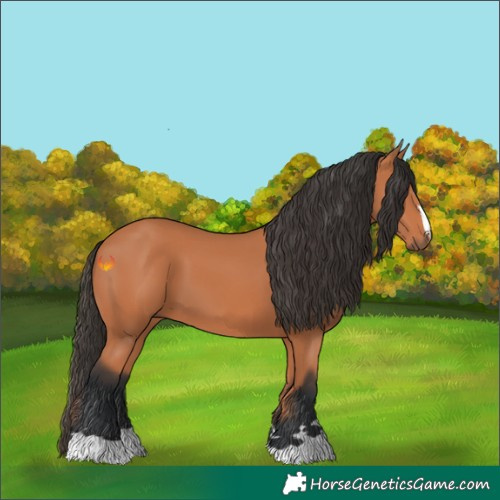 Horse Color:Bay 