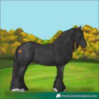 Horse Color:Black 