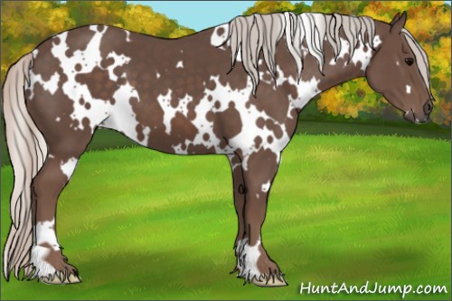 Horse Color:White Spotted Silver Black 