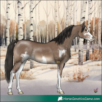 Horse Color:Liver Red Dun Sabino 