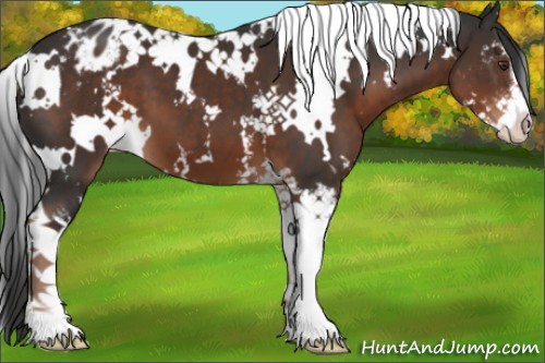 Horse Color:White Spotted Liver Chestnut Sabino Appaloosa 
