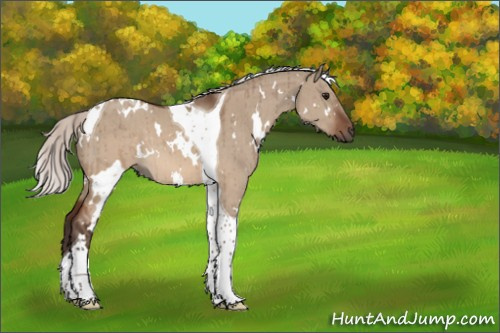 Horse Color:White Spotted Silver Brown Dun Tobiano Brindle 