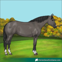 Horse Color:Grullo