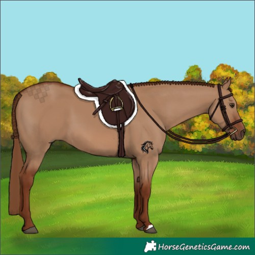 Horse Color:Red Dun 