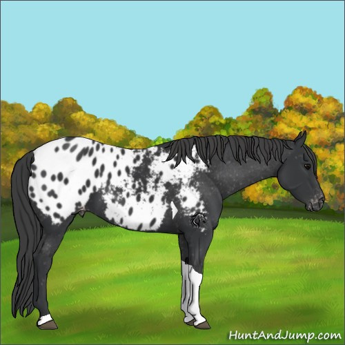 Horse Color:Black Tobiano Appaloosa 