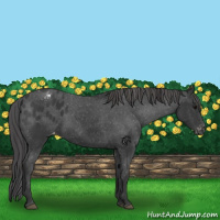 Horse Color:Black Appaloosa 