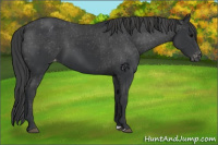 Horse Color:Black Appaloosa 