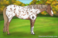 Horse Color:Chestnut Appaloosa 