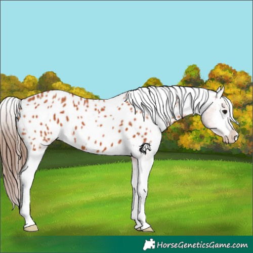 Horse Color:Bay Appaloosa