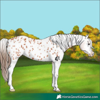 Horse Color:Bay Appaloosa