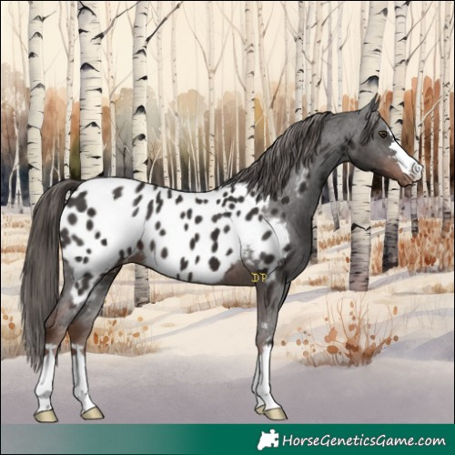 Horse Color:Liver Chestnut Appaloosa 