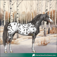 Horse Color:Liver Chestnut Appaloosa 
