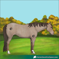 Horse Color:Classic Champagne Roan 