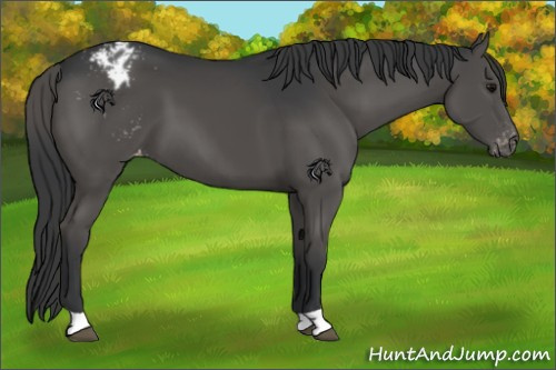 Horse Color:Black Appaloosa