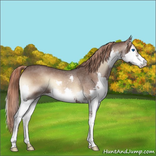 Horse Color:Liver Red Onyx Roan Splash 