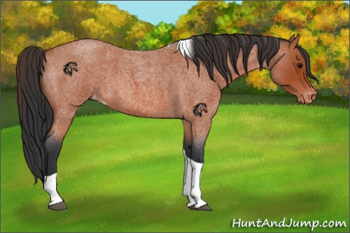 Horse Color:Bay Roan Tobiano Appaloosa 