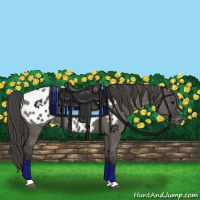 Horse Color:Grullo Appaloosa 