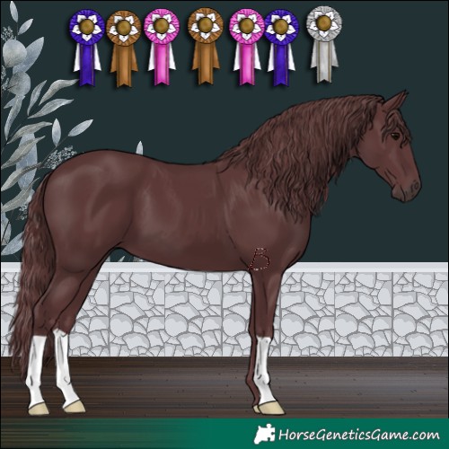 Horse Color:Chocolate Black