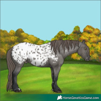 Horse Color:Grullo Appaloosa 