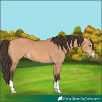 Horse Color:Bay Dun 