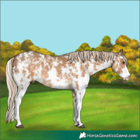 Horse Color:Chocolate Palomino Sabino Rabicano
