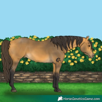 Horse Color:Buckskin 