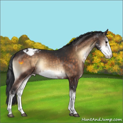 Horse Color:Brown Onyx Sabino Appaloosa 