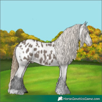 Horse Color:White Spotted Smoky Grullo Blanket 