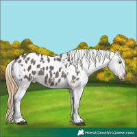 Horse Color:White Spotted Smoky Grullo Appaloosa 