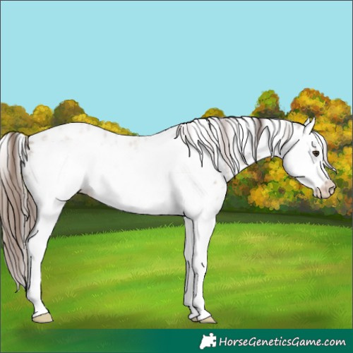 Horse Color:Classic Champagne Roan Splash Frame Appaloosa 