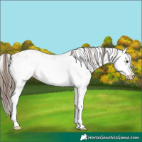 Horse Color:Classic Champagne Roan Splash Frame Appaloosa 