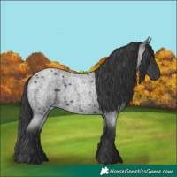 Horse Color:Blue Roan Rabicano 