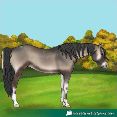 Horse Color:Blue Onyx